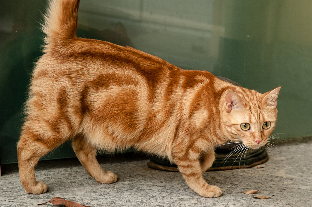 Il Gatto che si è Addomesticato da Solo. - Silvio Renesto - Nikonland 3.0