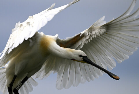 Spatola, Platalea leucorodia